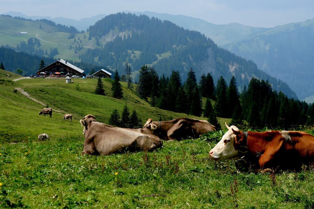 Dorfgasthof Adler Guest house 3*